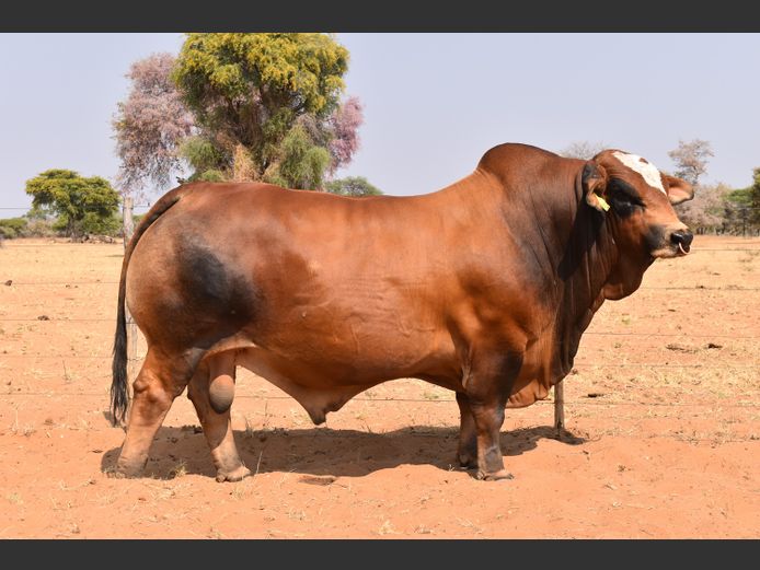 HB21345B | RUMBA SIMBRA