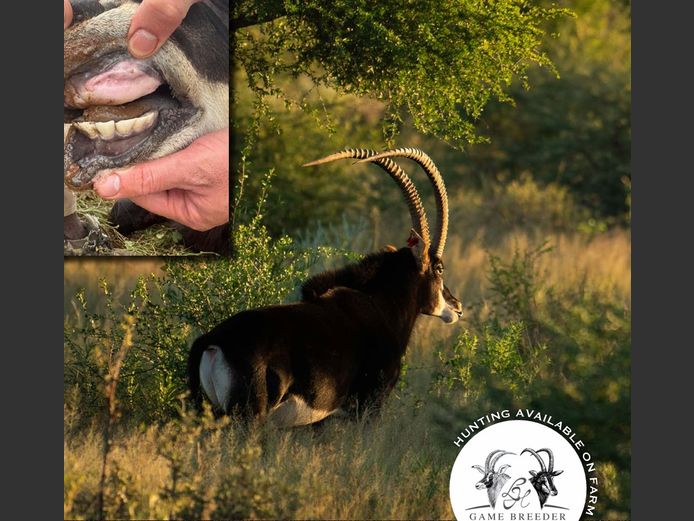 Sable Bull | WATERBERG PLATO GAME BREEDERS