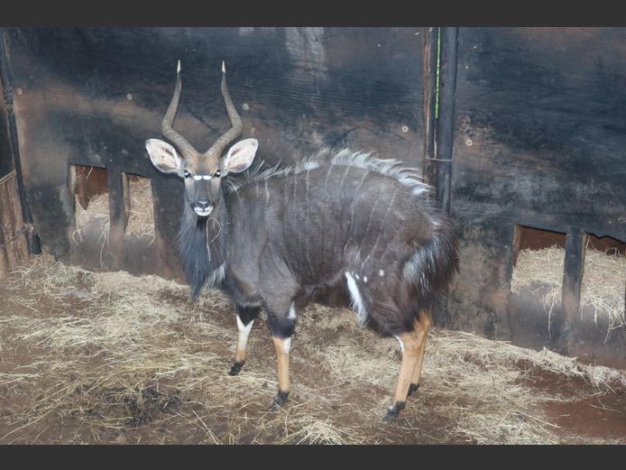 Njalas