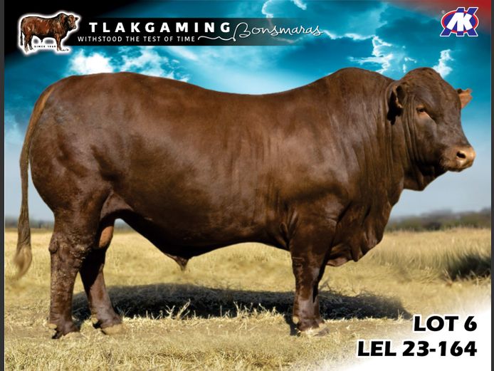LEL230164 | LEE & SON