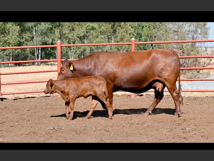 Commercial Animals | GOSSAYN BROS