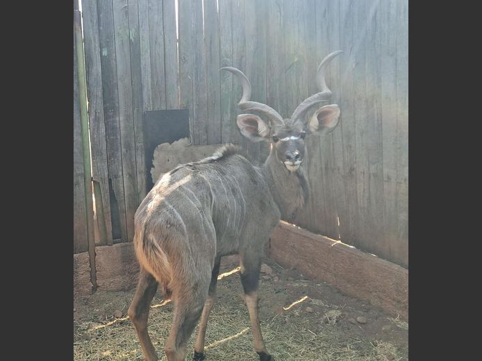 KUDU | HARLOU