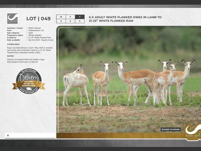 Impala - White Flanked | Woody Cape Wildlife (Pty) Ltd