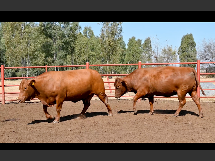 Commercial Animals | GOSSAYN BROS