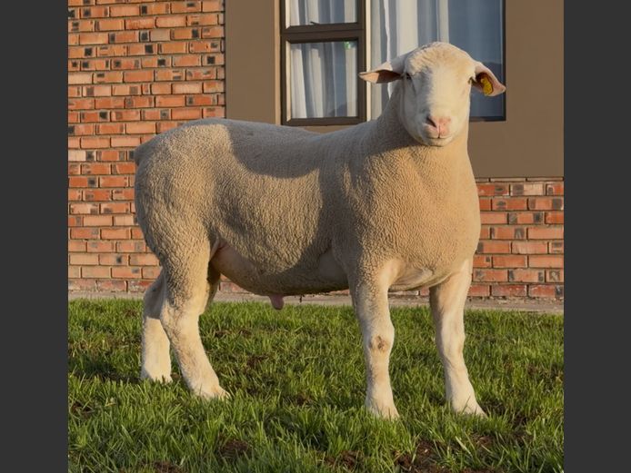 DH250100 | HEYMAN STUD FARM PTY LTD