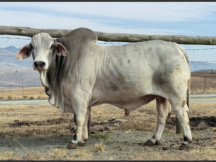 ACA 23-23 | ACA Brahmans