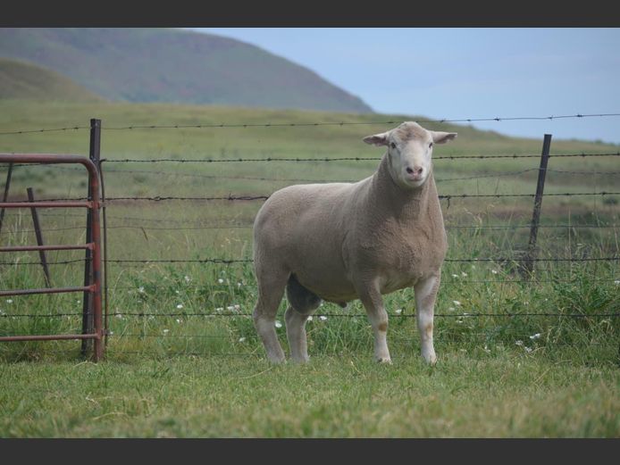 T 240448 | TWEE BROERS DORMER STOET