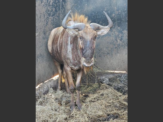 GOUE WILDEBEES | SCHOEMAN BOERDERY