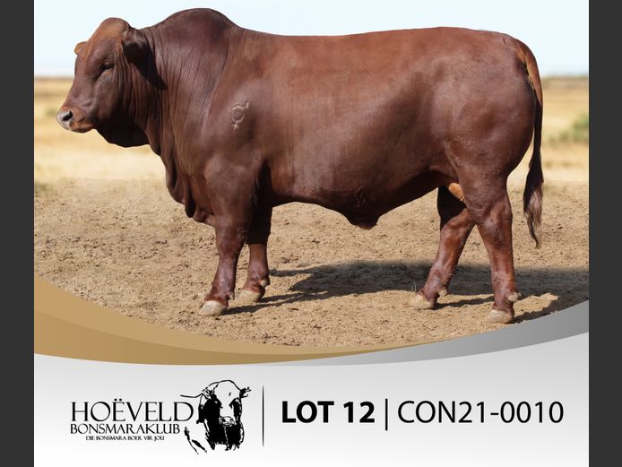 Vroulike Diere | Coert Paul / KRC Farming