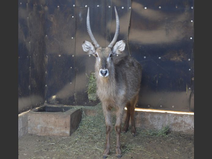 Waterbok | Matlabas Wild