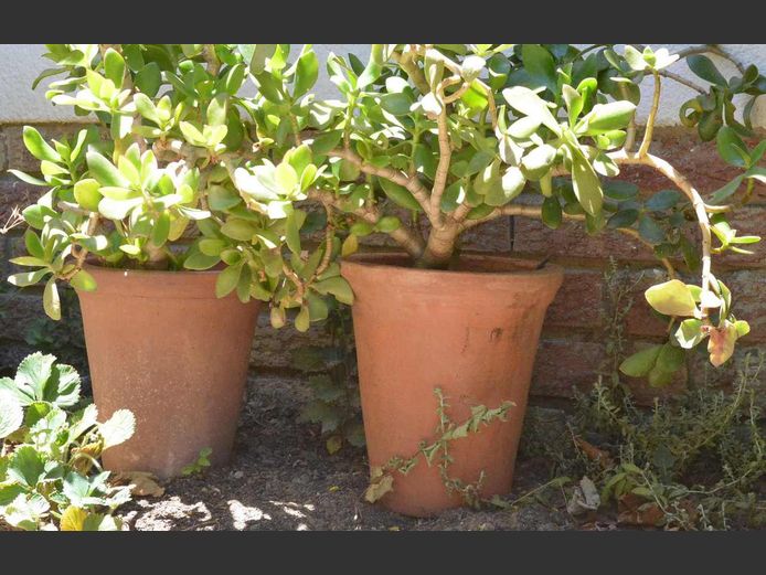 PAIR TERRACOTTA PLANTERS WITH SUCCULENTS, 46 x 46 x 46cm