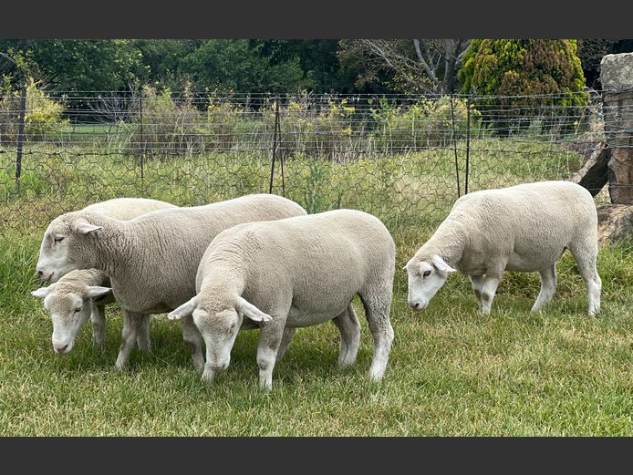 Commercial Animals | Johan Barnard