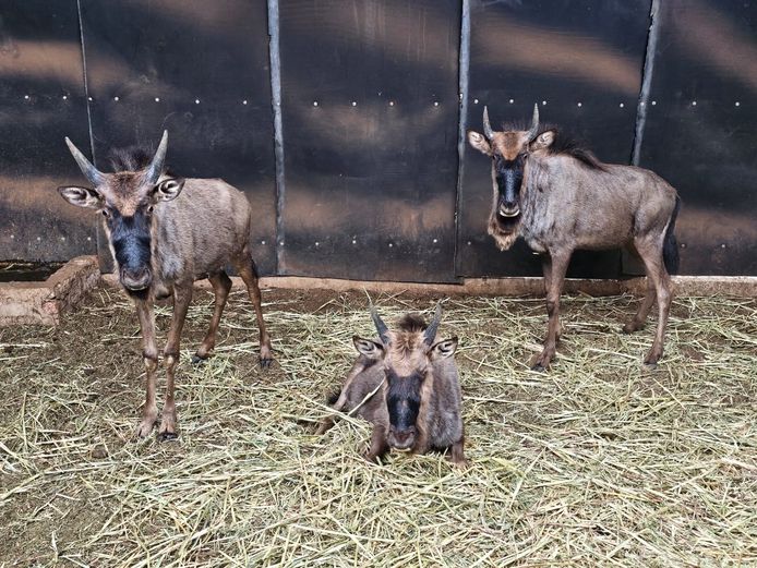 BLUE WILDEBEEST | DEELBOS BDY