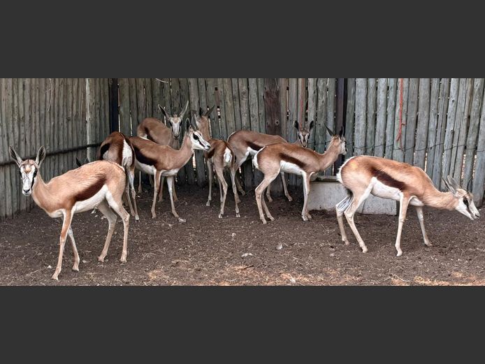 Springbok Ooie