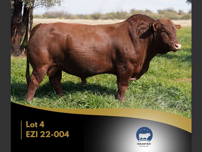 EZI 220004 | INKANYEZI BONSMARAS