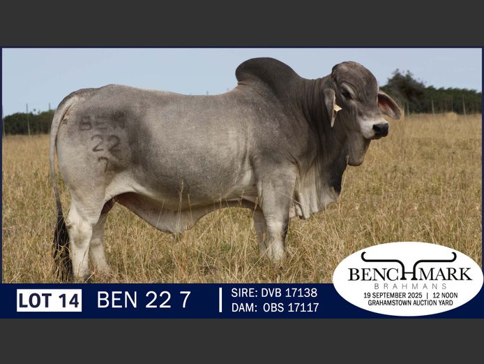 BEN227 | NO 8 CATTLE COMPANY