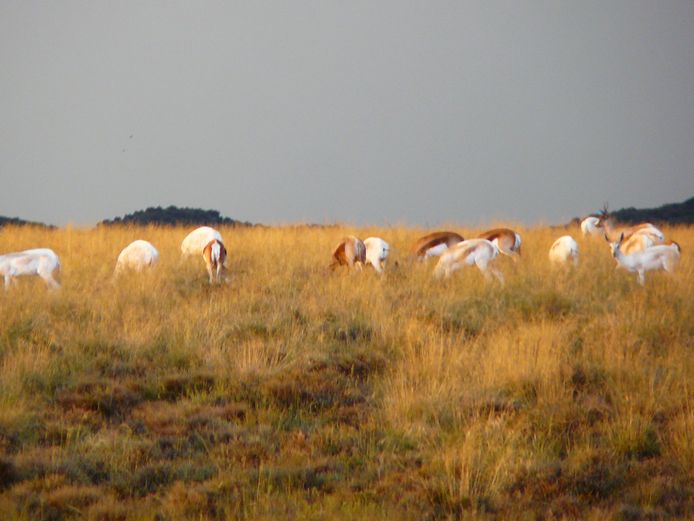 Wit Springbok | Steenbokkie (J Herselman)