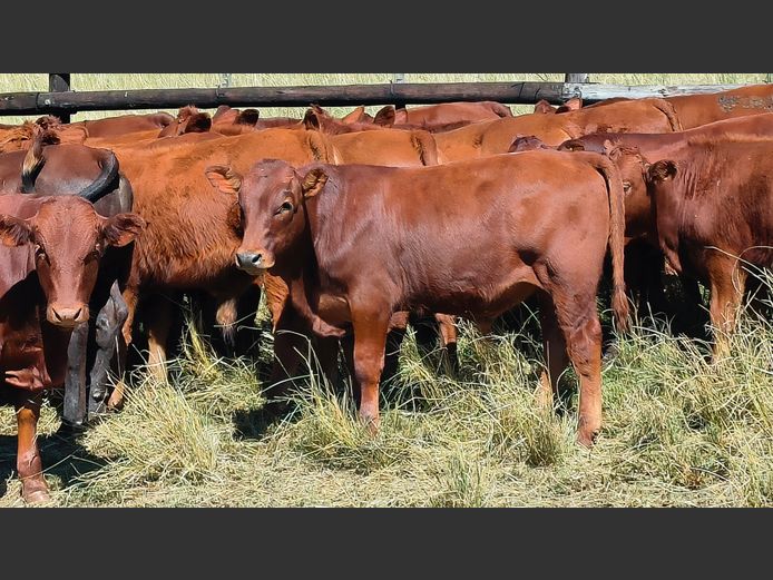 Commercial Animals | Bennet Farming
