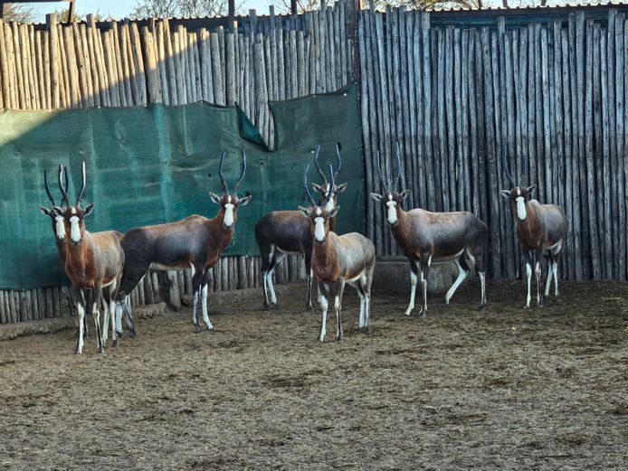 BLESBOK | NYLSVLEI