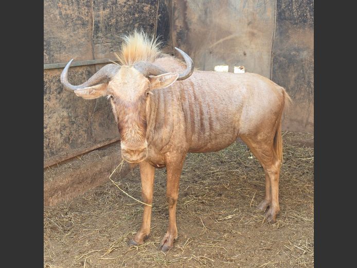 GOUE WILDEBEES | THABA BOTALA GAME