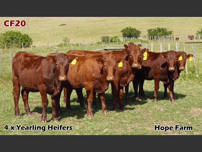 Commercial Females | Hope Farm