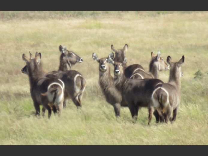 Waterbok | Smith Broers