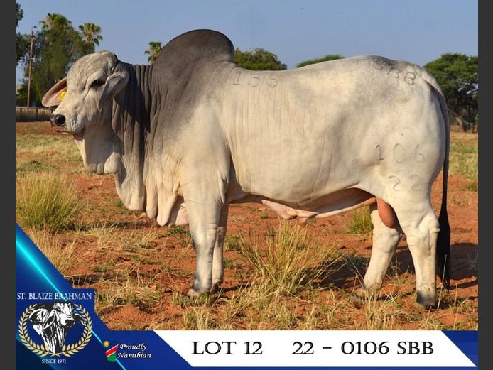 22-0106SBB | ST. BLAIZE BRAHMAN STOET