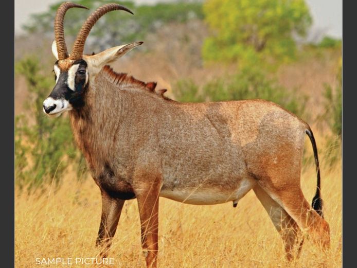 ROAN | DU PREEZ WILD