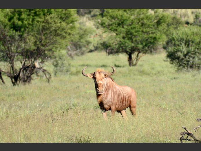 Goue Wildebees | Weltevrede (J Marx)