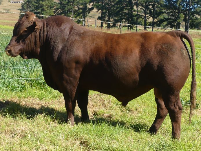 LAR 230279 | UP GEORGE FARMS CC