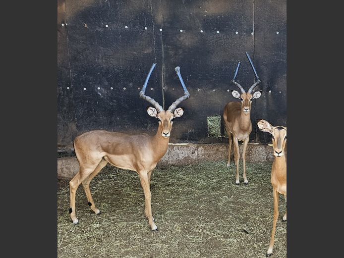 IMPALA | DOELEN
