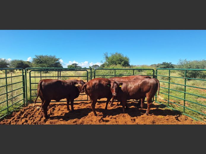 Commercial Animals | Eal Boerdery