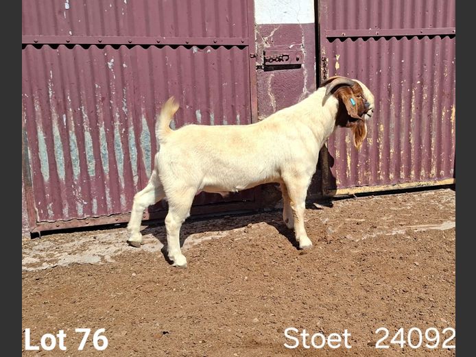 24092 | KASTEEL BOERBOK RAMME
