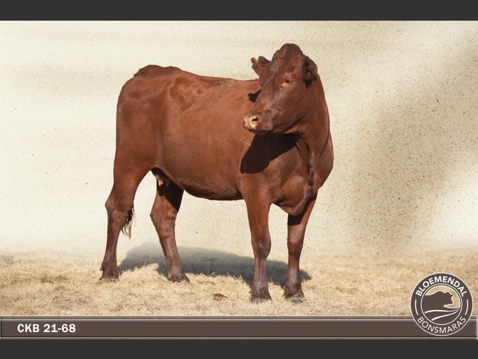 CKB210068 | CHRIS KRUGELL BLOEMENDAL