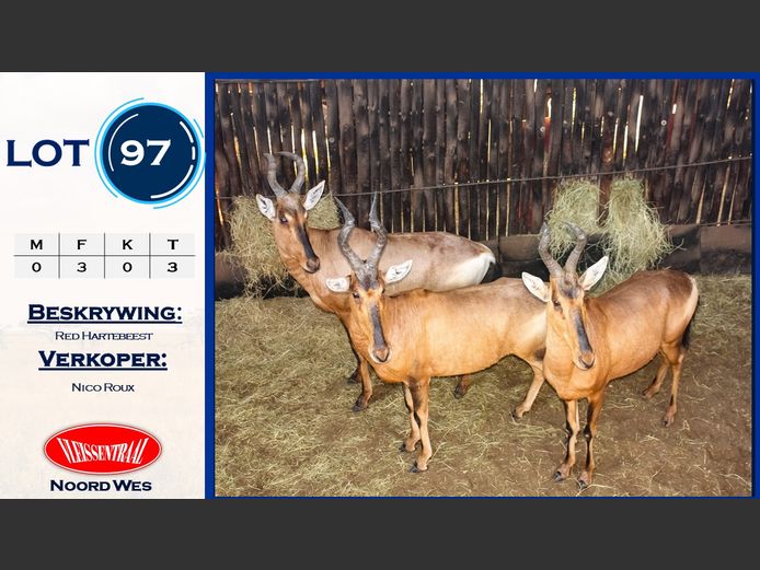 Red Hartebeest