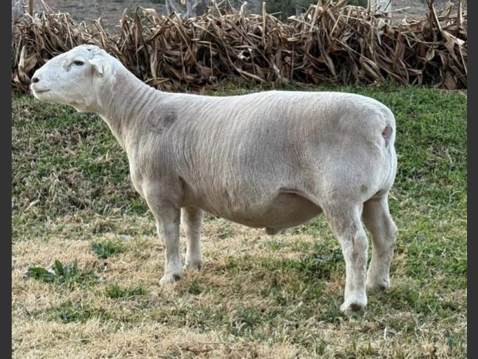 Ram | GJ Lötter