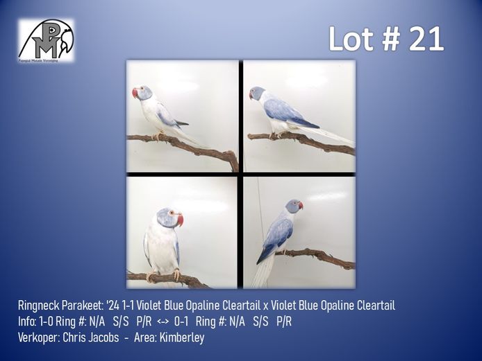 1-1 '24 Ringneck Parakeet: Violet Blue Opaline Cleartail x Violet Blue Opaline Cleartail - Chris Jacobs