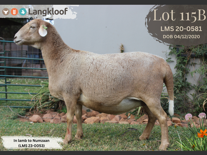 LMS 200581 | LANGKLOOF GAME FARM