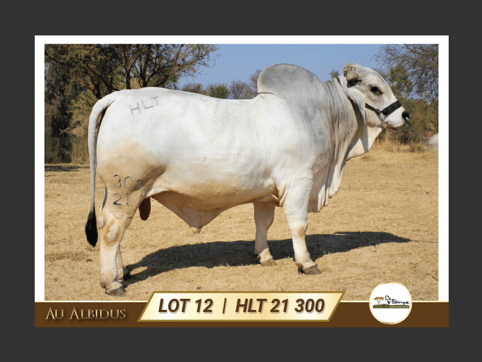 HLT21300 | TERBLANCHE LS