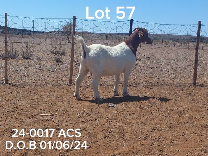 24-0017 ACS | ACS BOER GOATS
