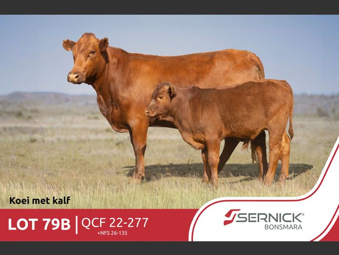 QCF 220277 | SERNICK BONSMARA STOET