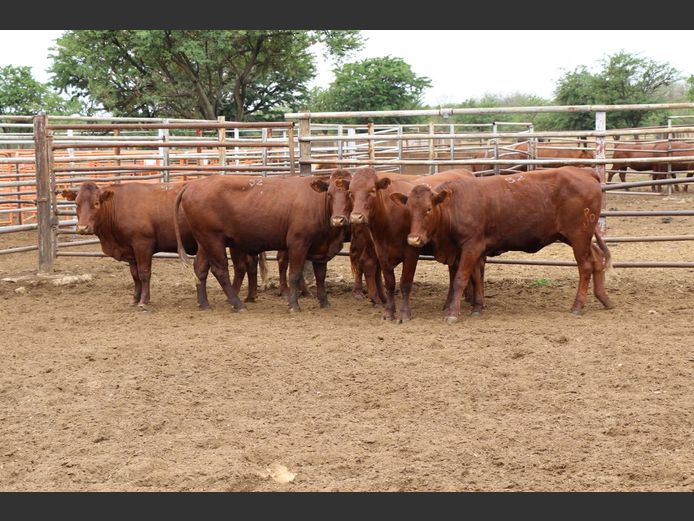 Commercial Animals | JP du Preez