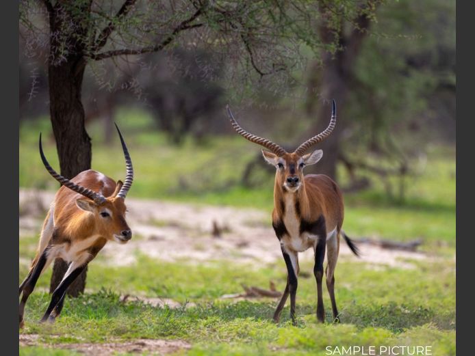LECHWE | DU PREEZ WILD