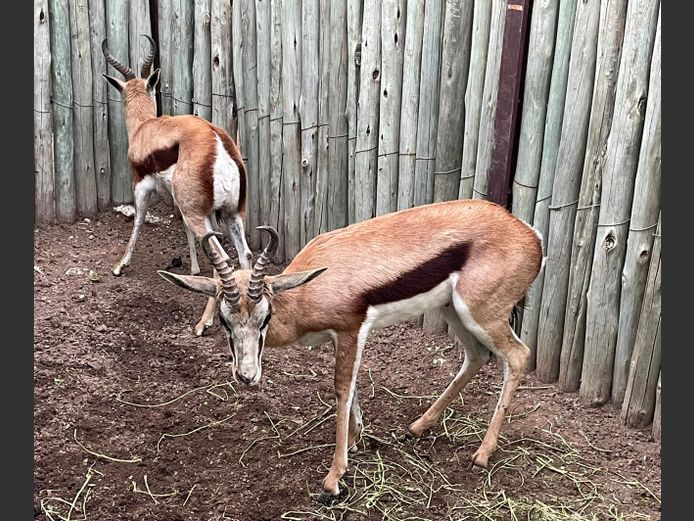 Springbok