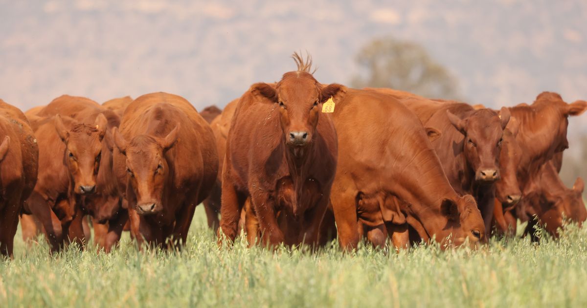 Lot 16 | PRESTIGE AANTEELVEILING | SwiftVEE | South Africa’s Leading ...