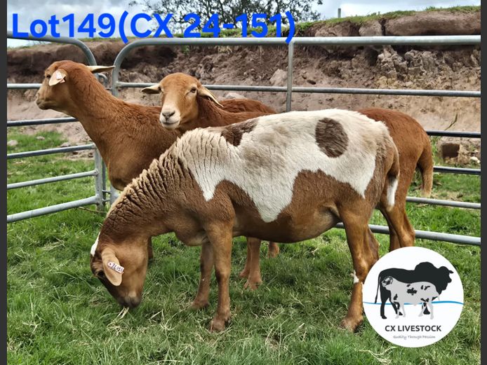 CX24.151 | CX LIVESTOCK