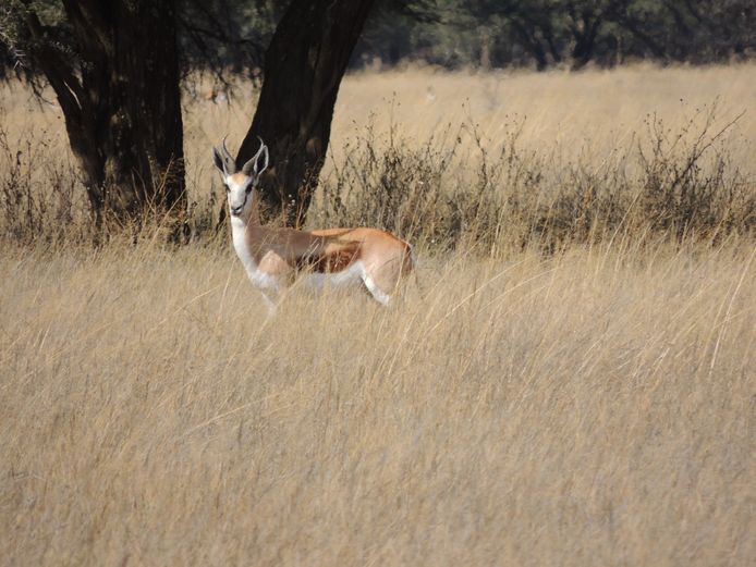 SPRINGBOK RAMME