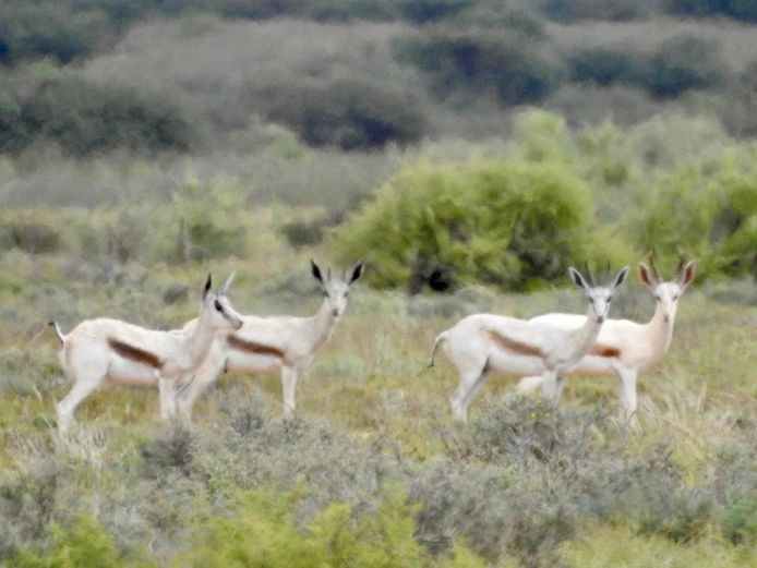 MACCHIATO SPRINGBOKKE | Cillfaris (P Cilliers)