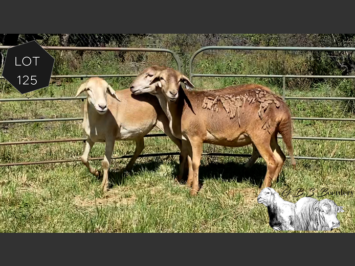 Ewes | GBS Boerdery