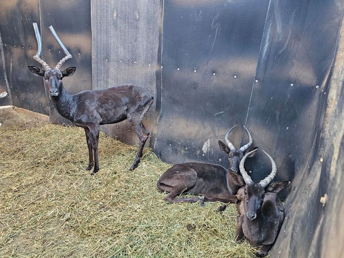 BLACK IMPALA | KRUISRIVIER